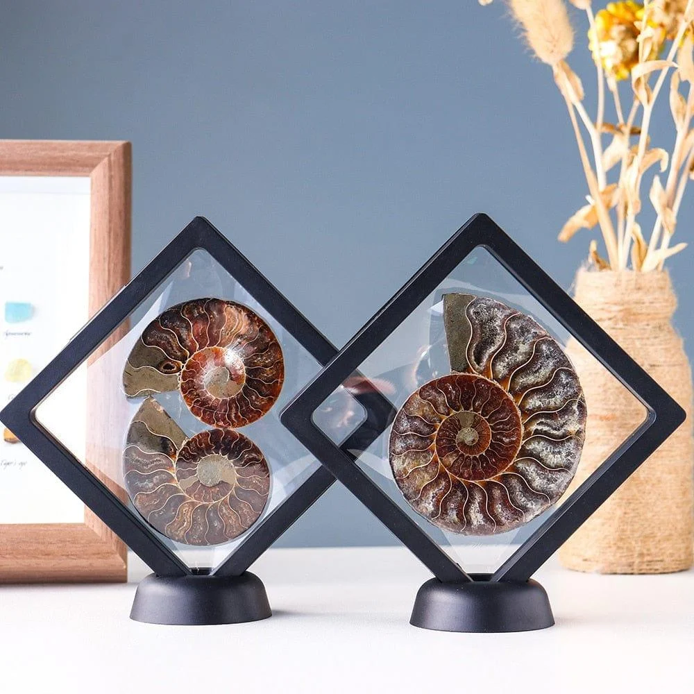 Ammonite Fossil Crystal Ornament - Glova