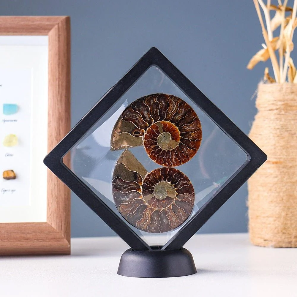 Ammonite Fossil Crystal Ornament - Glova