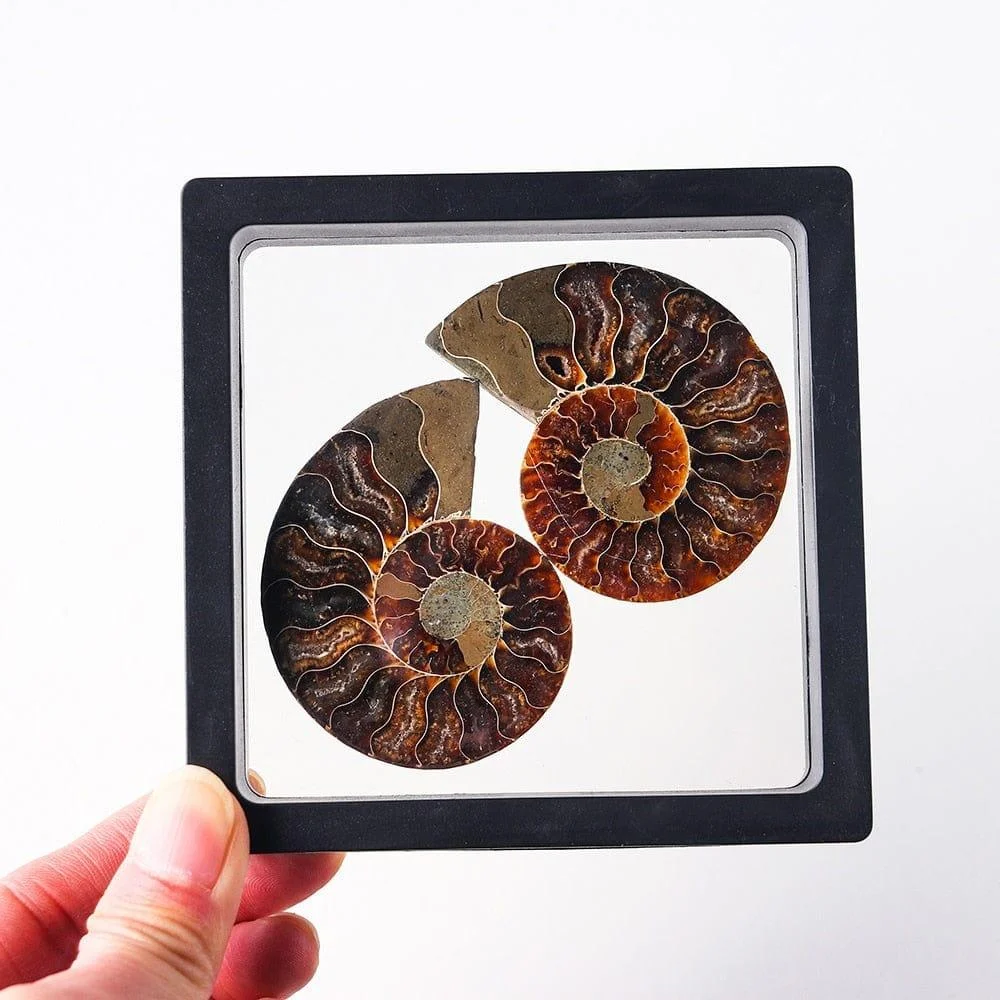 Ammonite Fossil Crystal Ornament - Glova