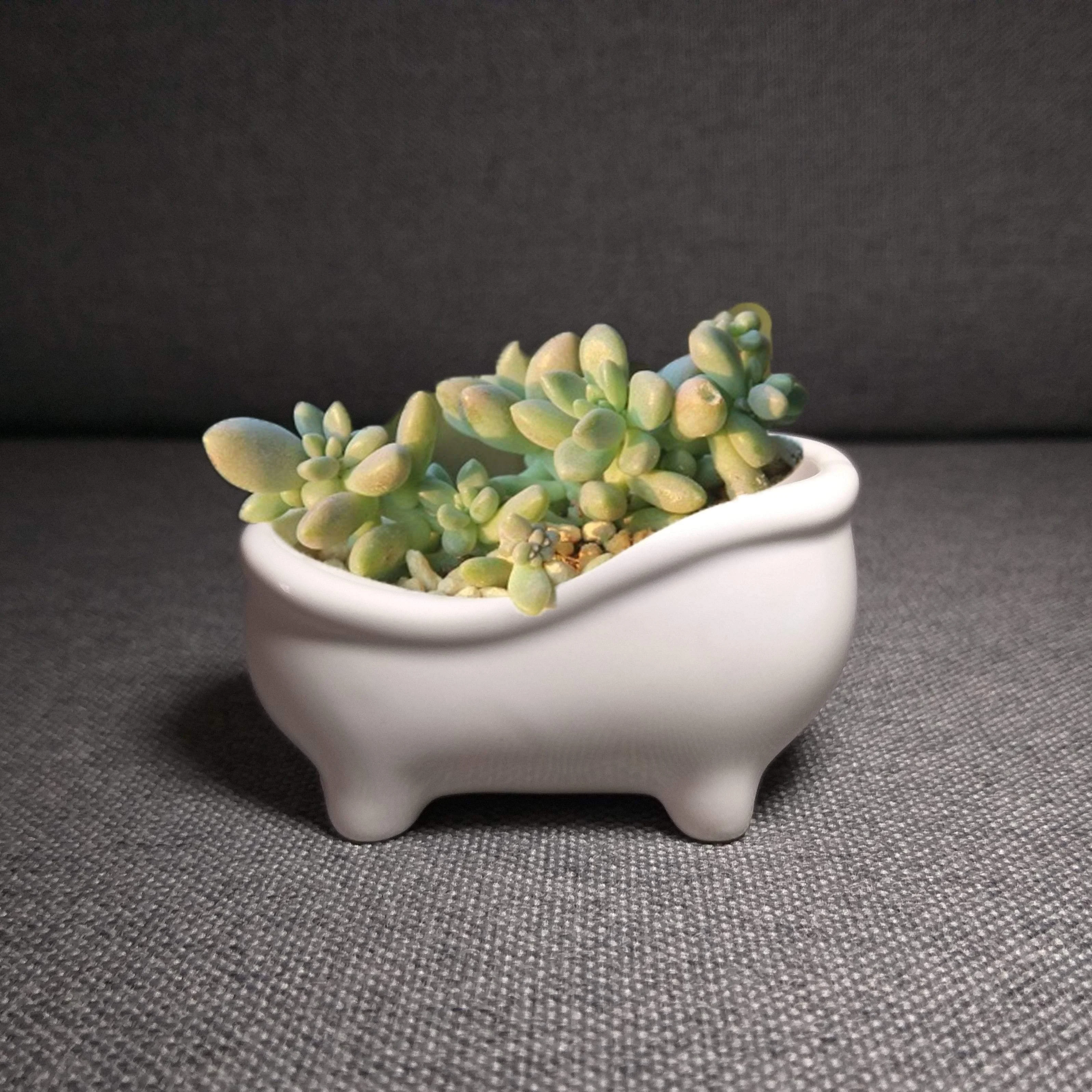 Bathtub Plant Pot - Glova