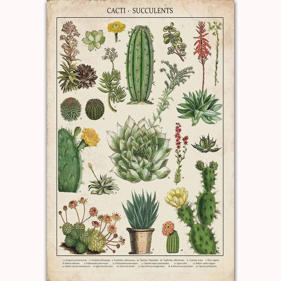 Cacti & Succulents Poster Wrap - Glova