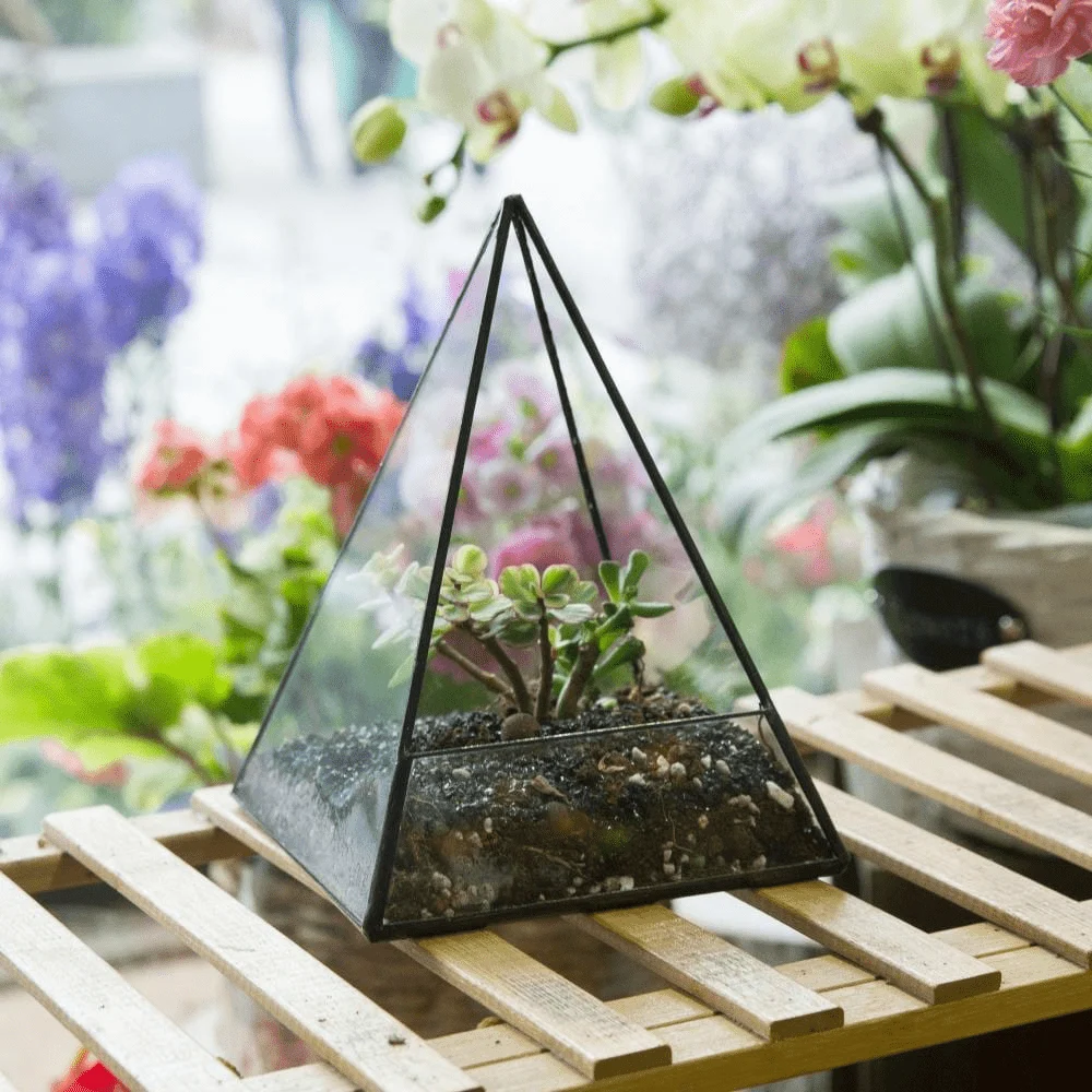 Glass Pyramid Plant Terrarium - Glova