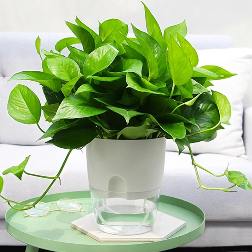 Hydroponic Flowerpot - Glova