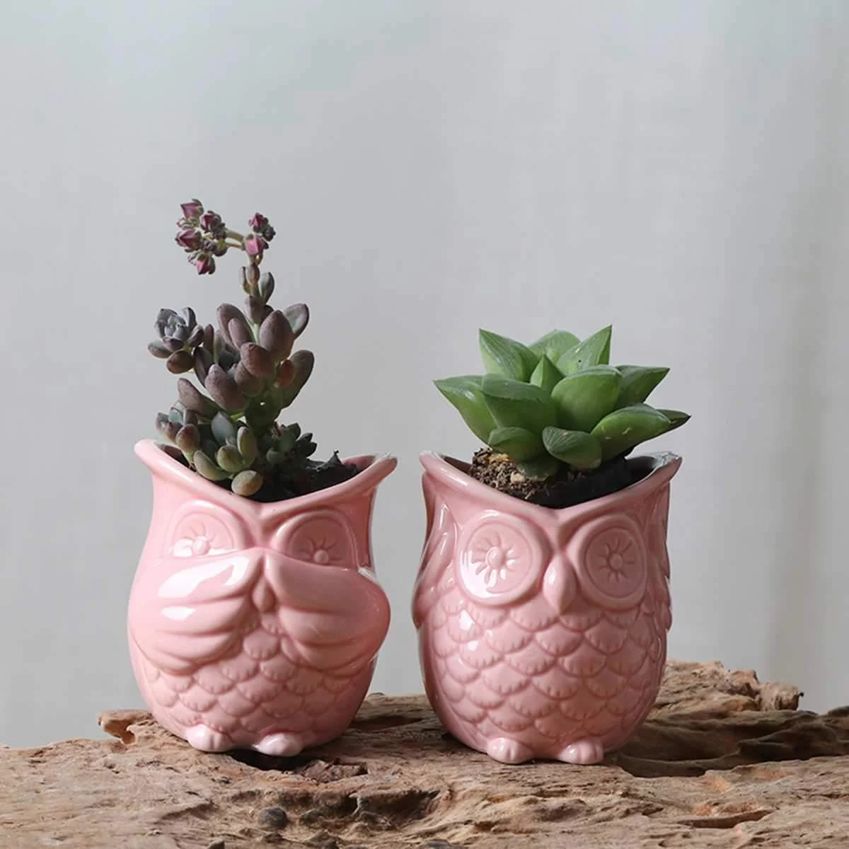 Peek-a-Boo Owl Pots - Glova